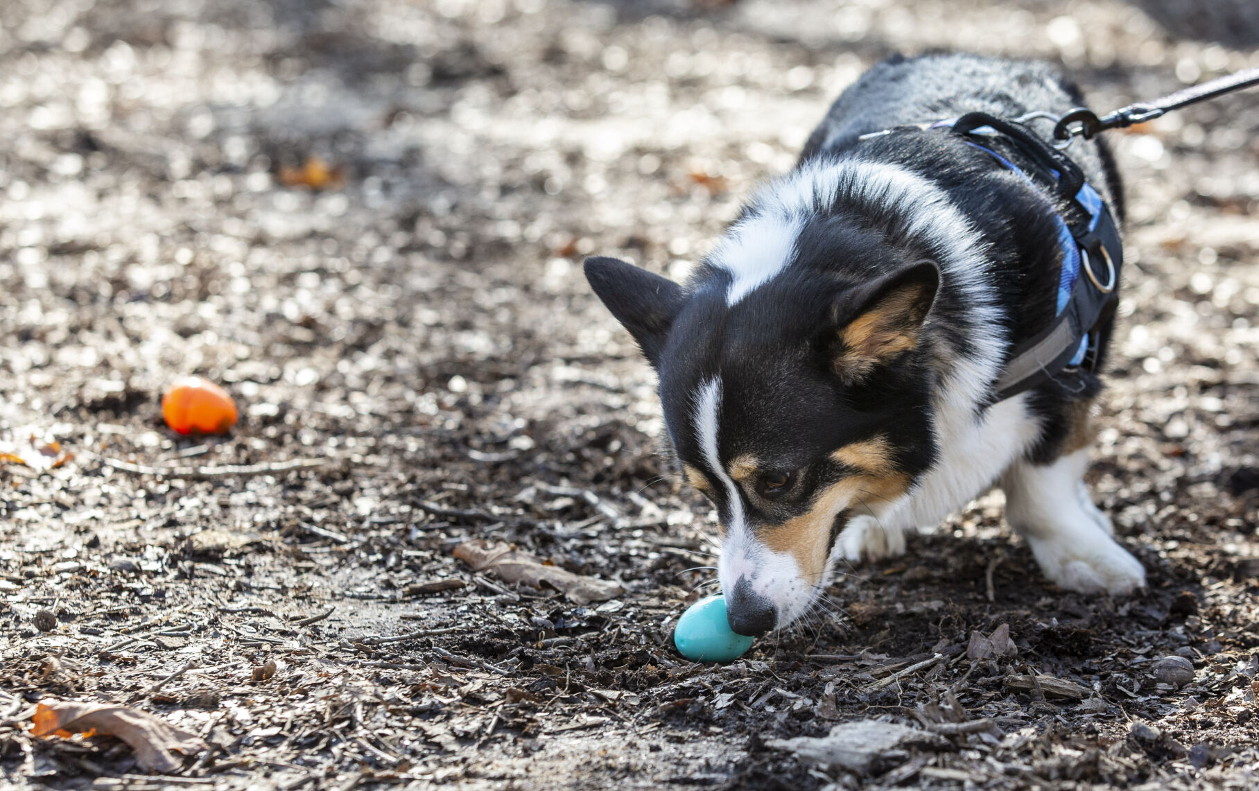 Dog Easter Eggs